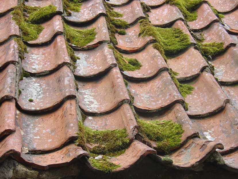 Tuiles de toiture couvertes de mousse